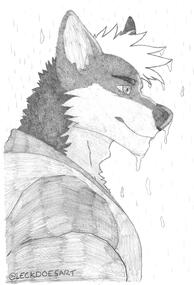 Traditional - Wolf in Rain